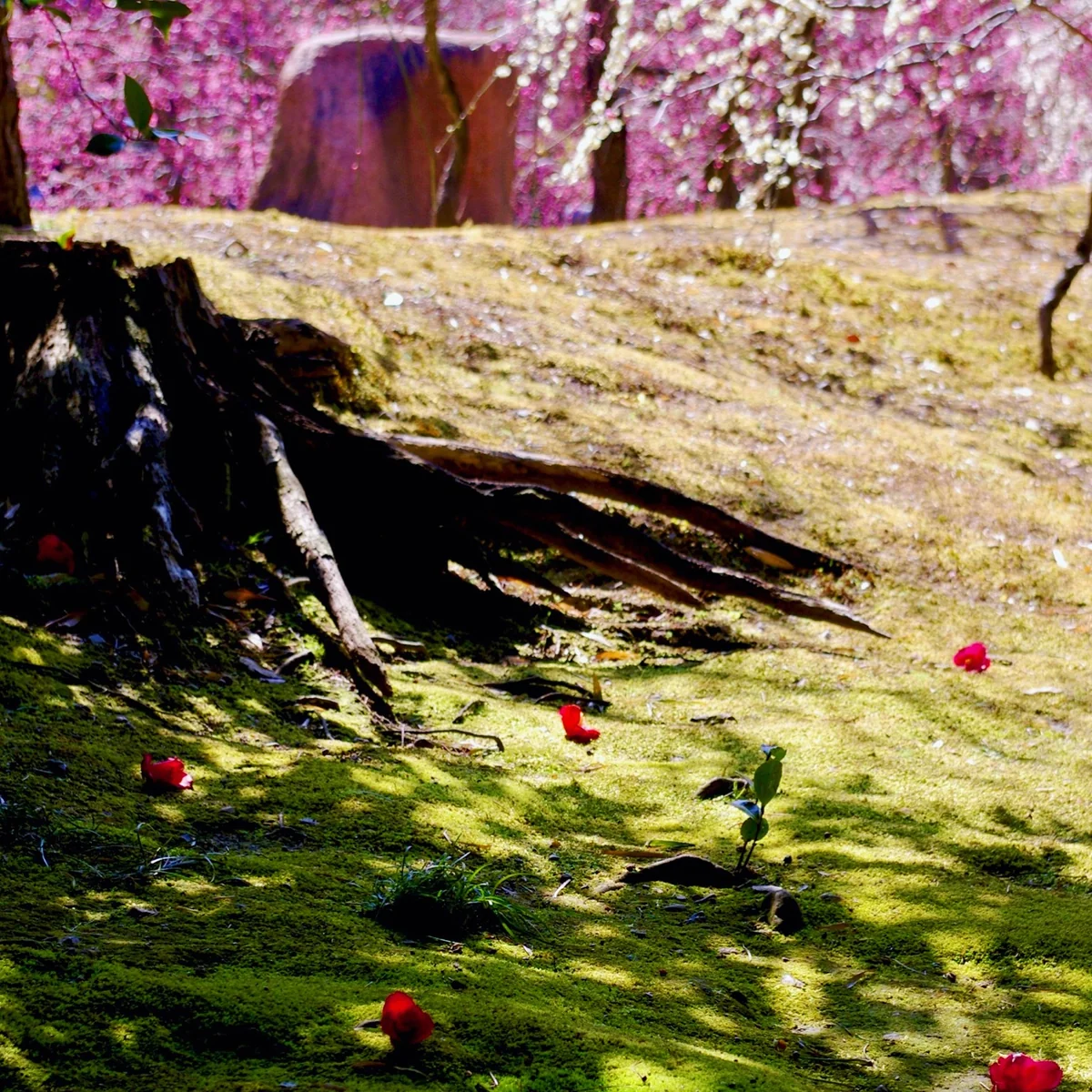 投稿写真：しだれ梅と椿