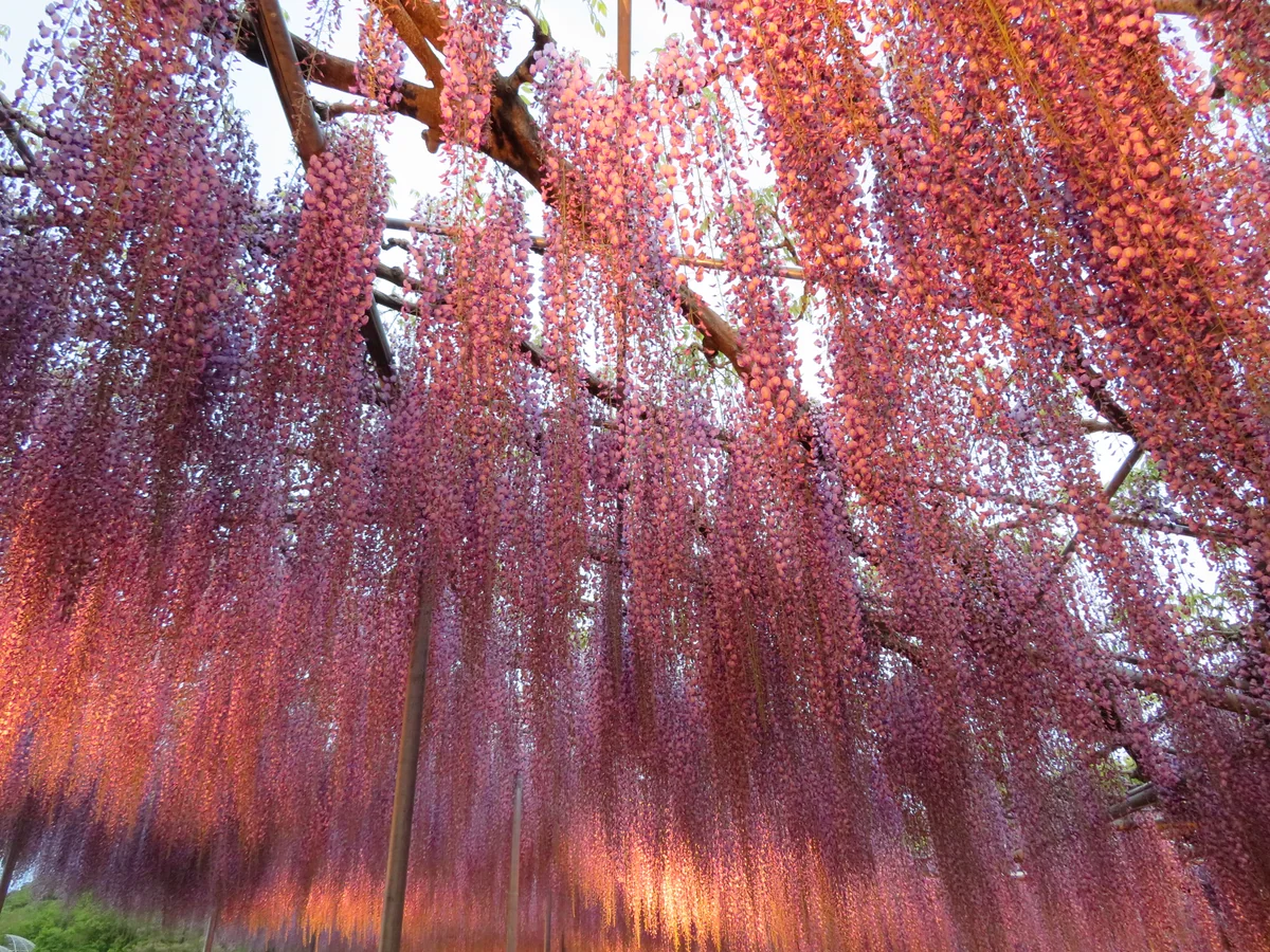 投稿写真：『ライトアップされた藤棚』／あしかがフラワーパーク