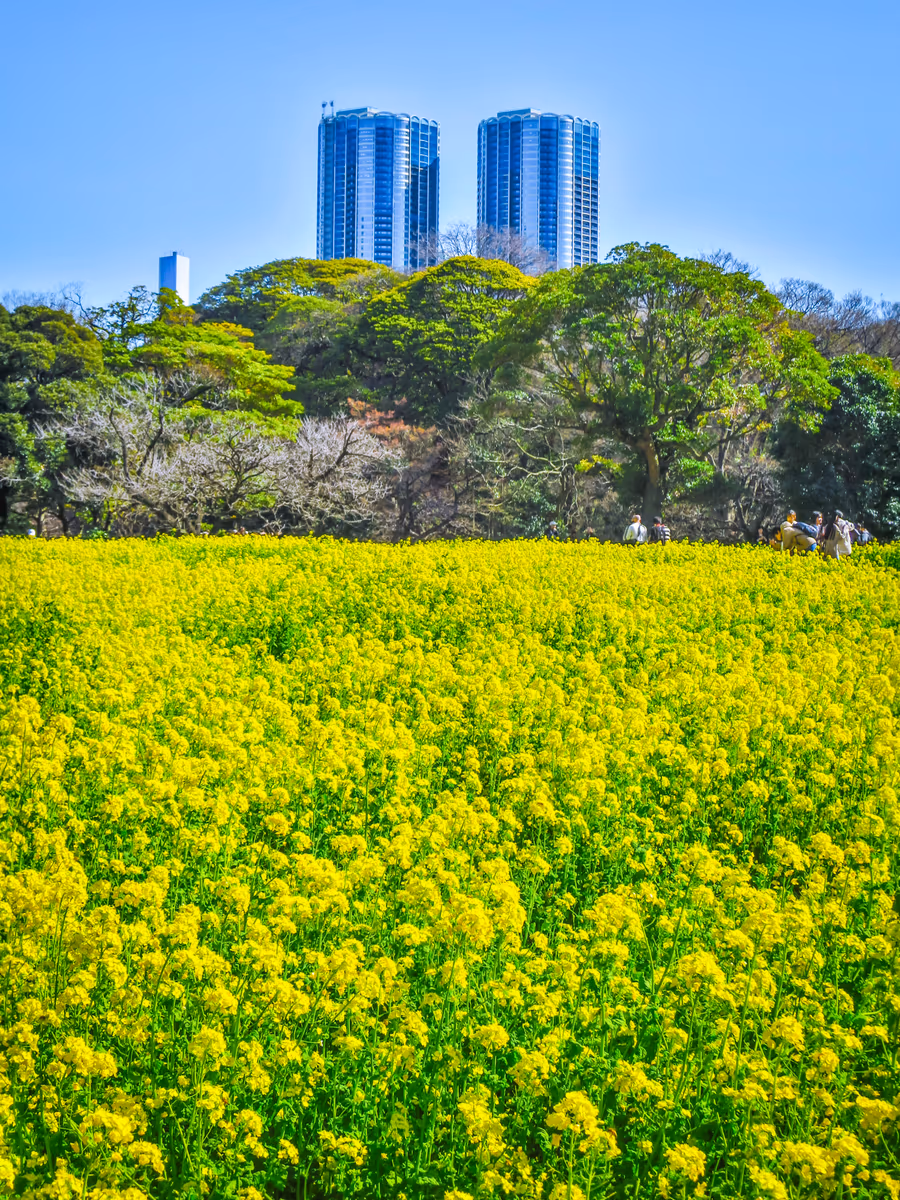 投稿写真：都心の菜の花畑①