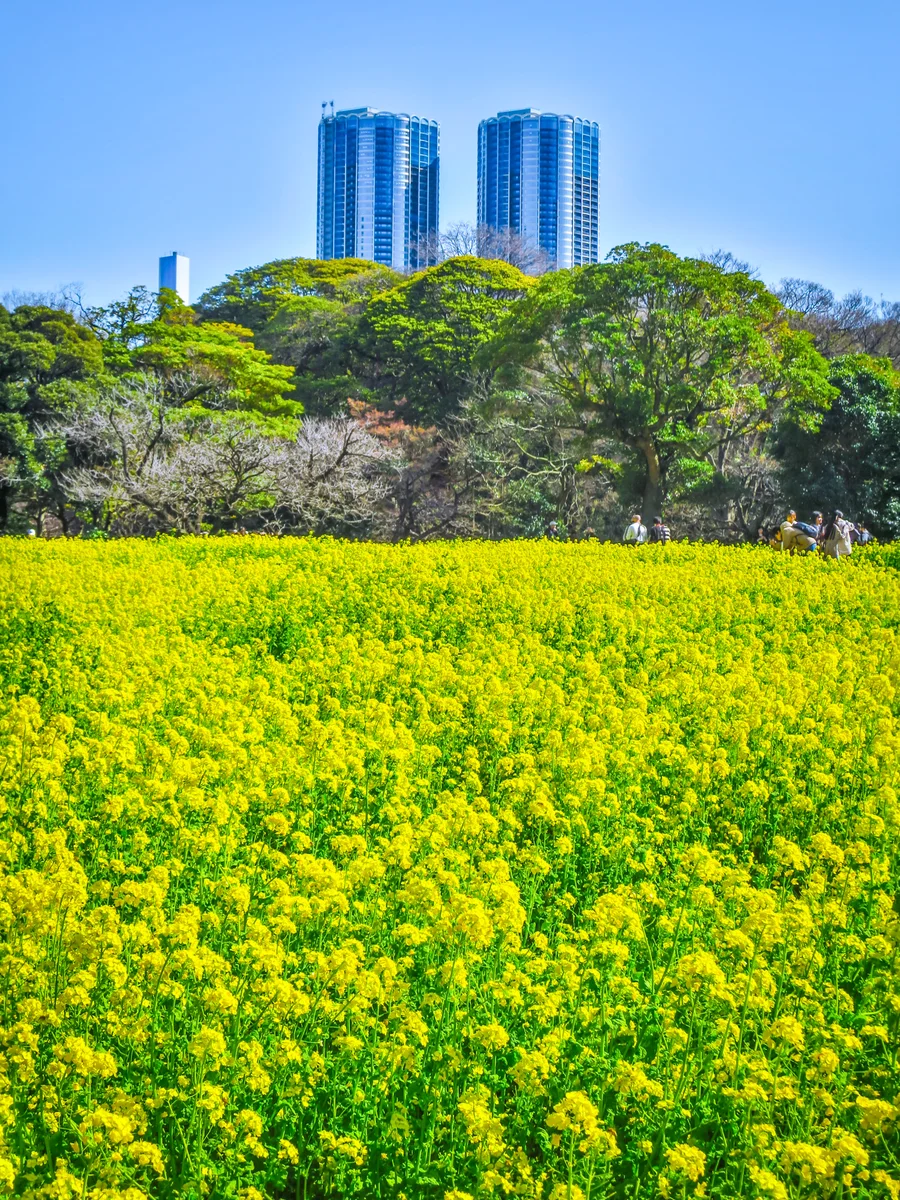 投稿写真：都心の菜の花畑①