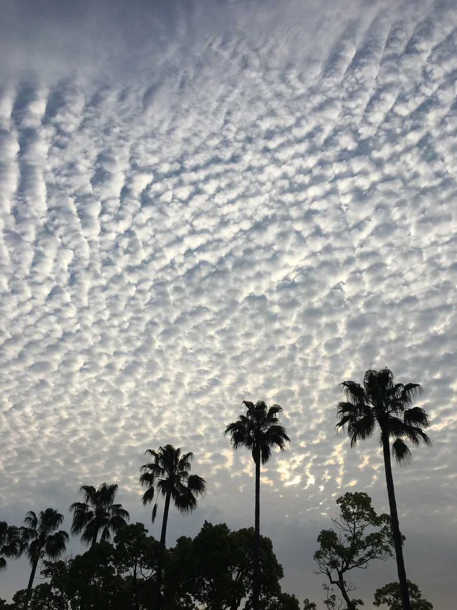 投稿写真：雲
