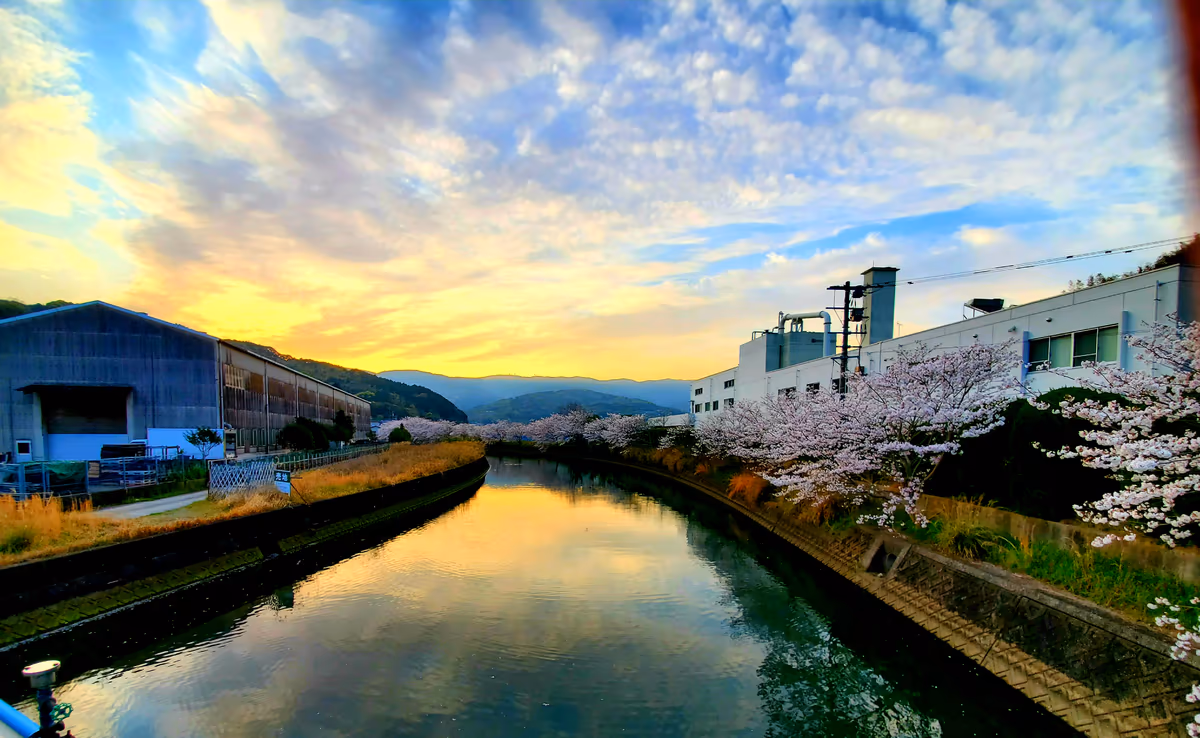 投稿写真：桜めぐり