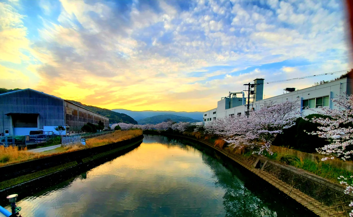 投稿写真：桜めぐり