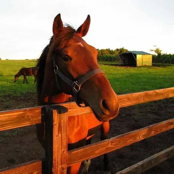 投稿：夕焼けを眺めるサラブレッド。