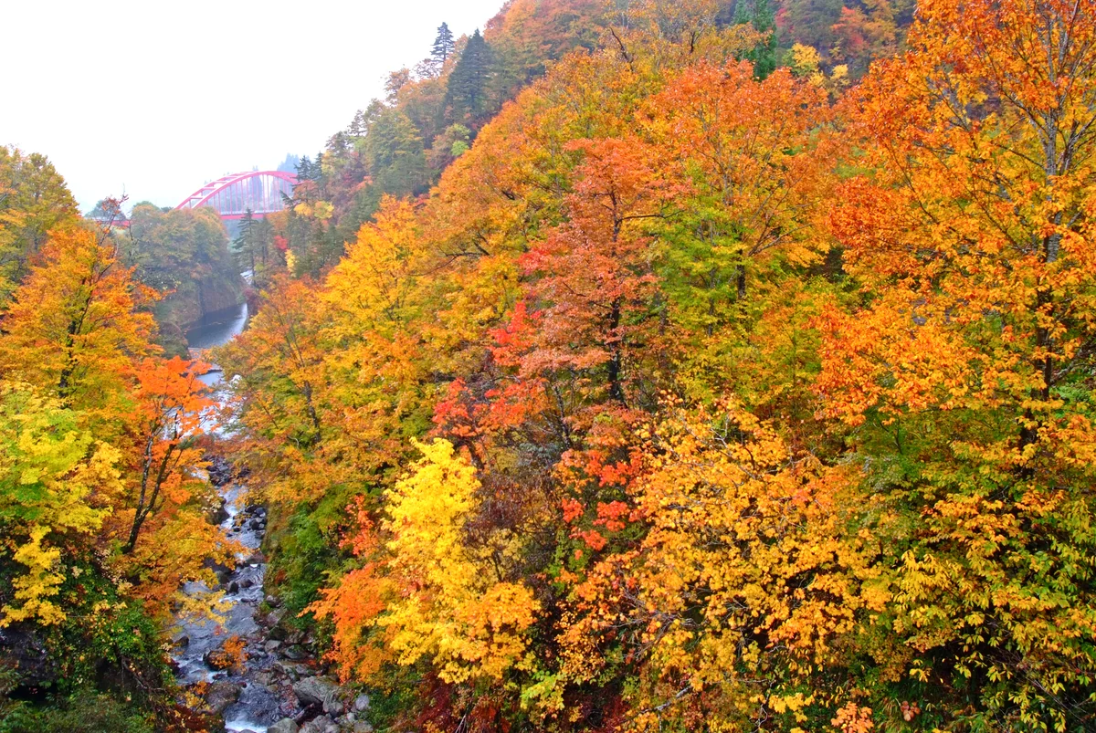 投稿写真：秋景色　2023