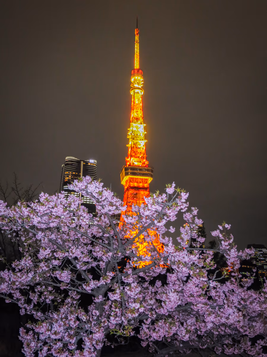 投稿写真：河津桜と東京タワー①
