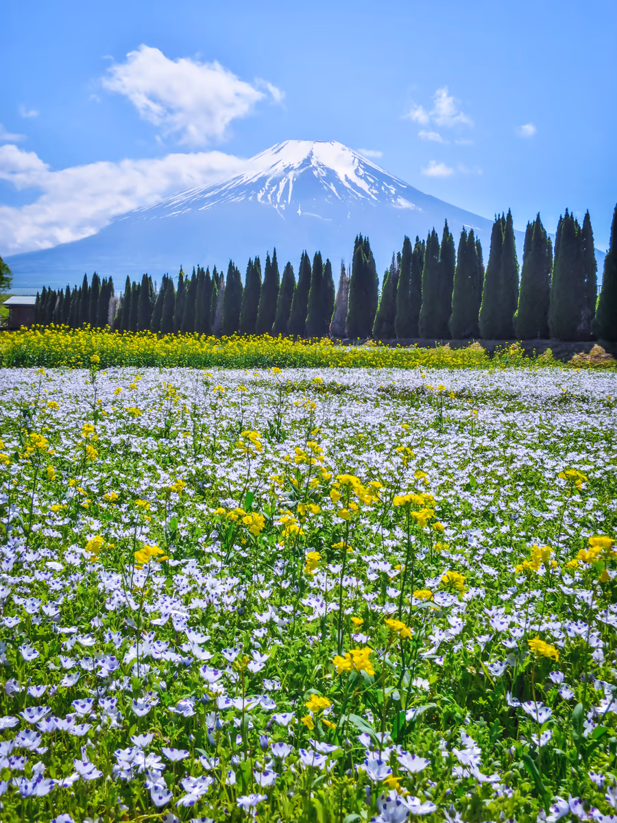 投稿写真：白いネモフィラと菜の花と富士山