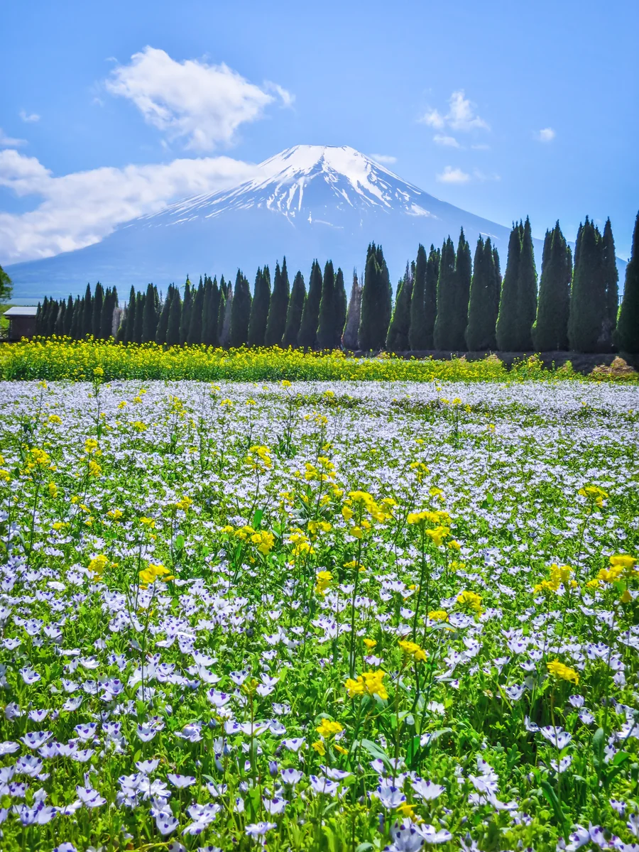 投稿写真：白いネモフィラと菜の花と富士山