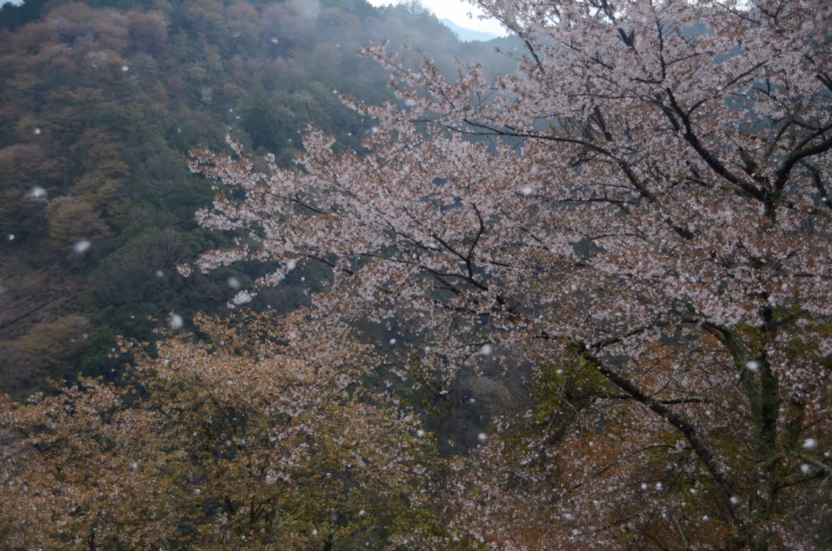 投稿写真：吉野桜　桜吹雪