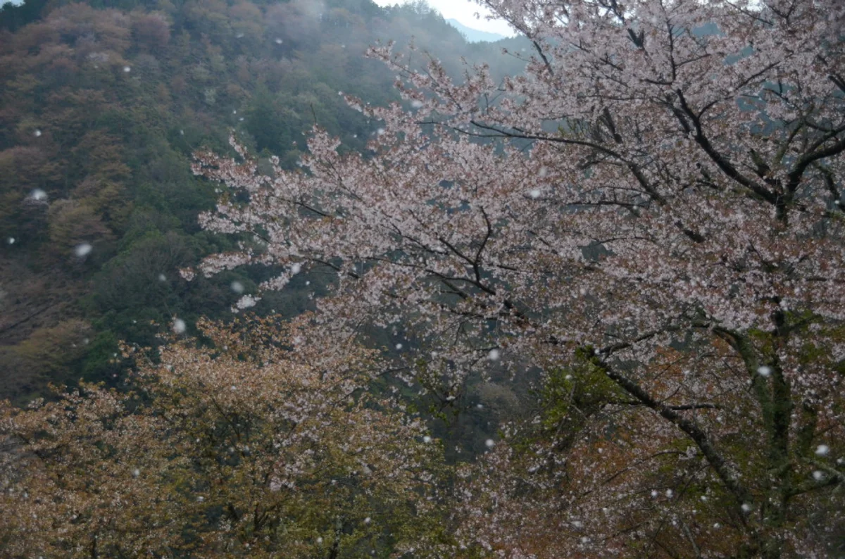 投稿写真：吉野桜　桜吹雪