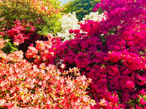 投稿：空を赤く染めるツツジ