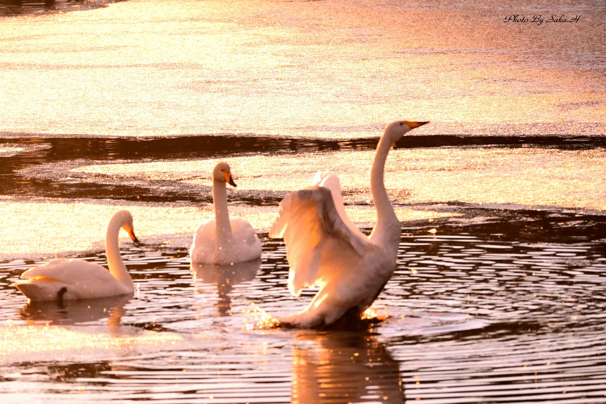 Hiromi Sakataさんの投稿写真