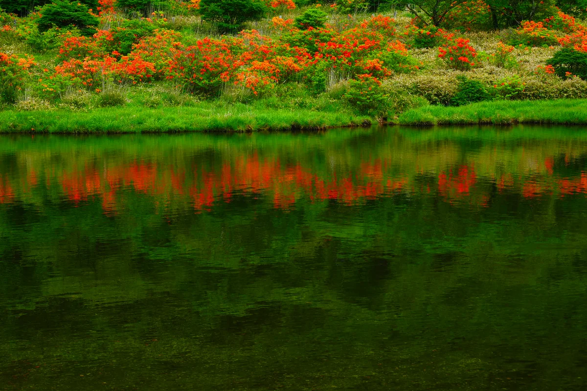 投稿写真：緑映に紅