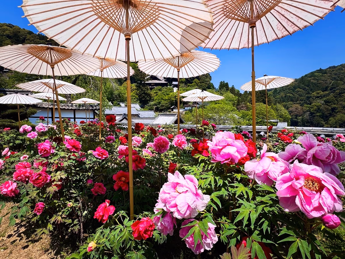 投稿写真：牡丹満開 花の御寺 長谷寺