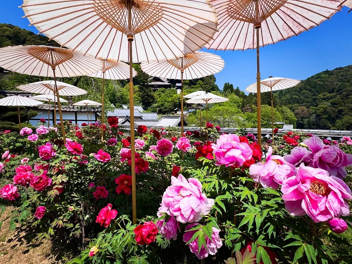 投稿写真：牡丹満開 花の御寺 長谷寺
