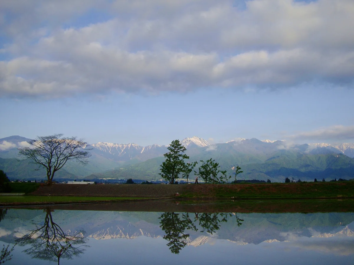 投稿写真：初夏の北アルプスと水田