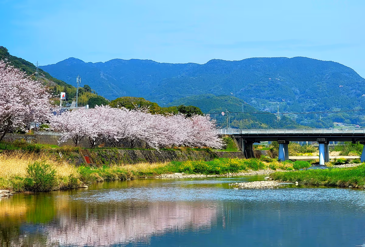 投稿写真：彼杵の桜並木