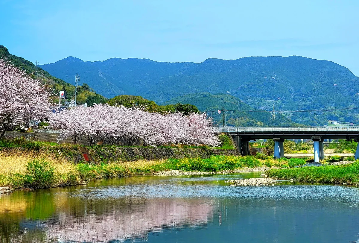 投稿写真：彼杵の桜並木