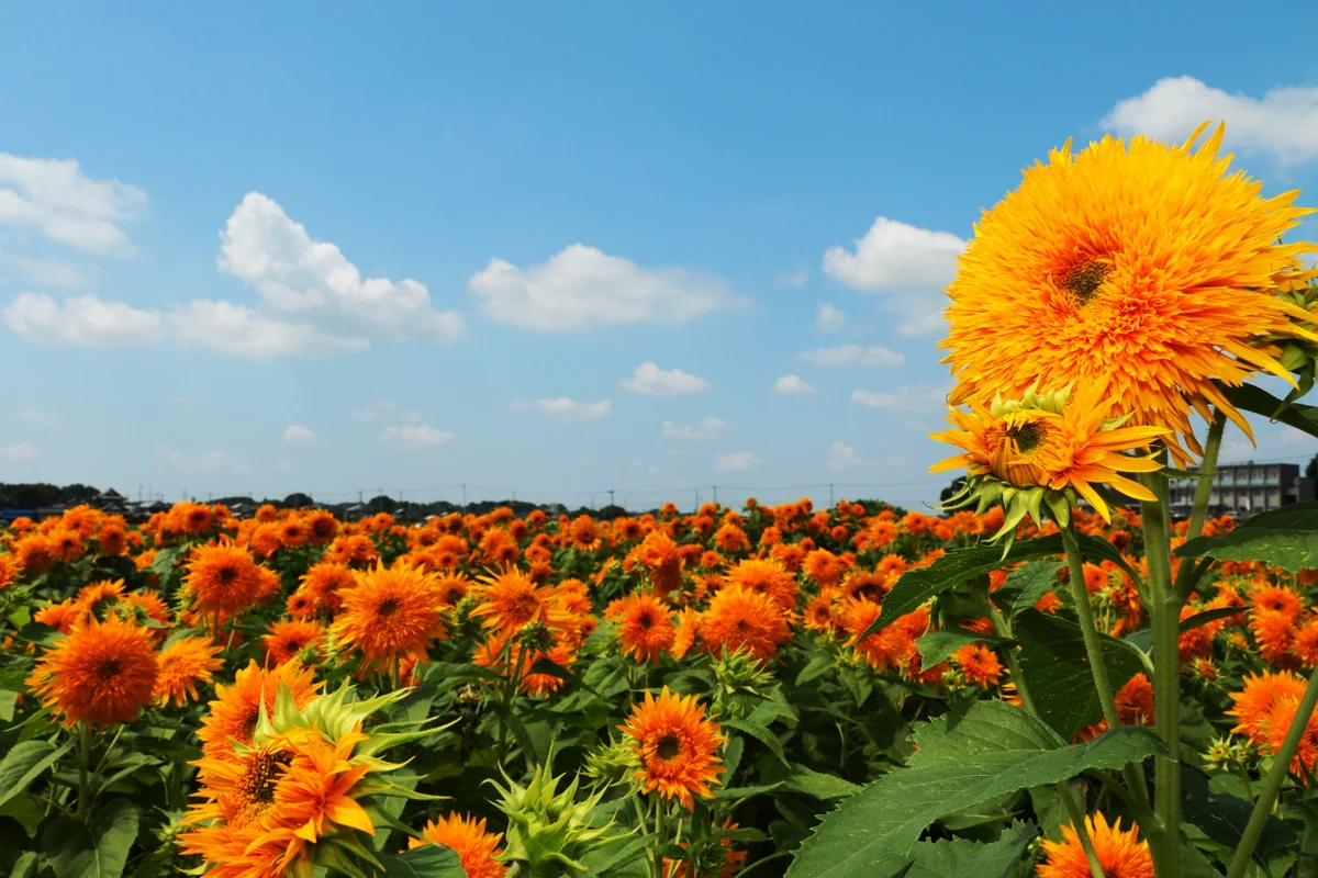 投稿写真：八重の向日葵