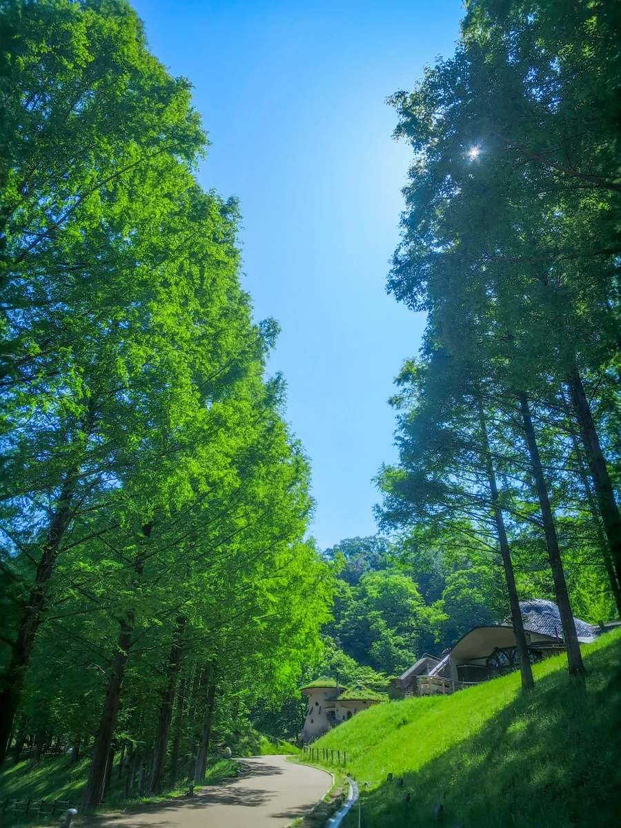 投稿写真：新緑のメタセコイヤ並木