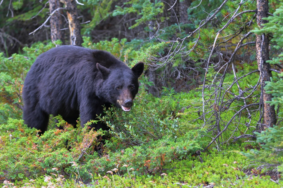 投稿写真：カナディアンロッキーで出会った野生のブラックベア