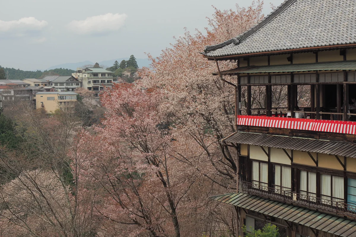 投稿写真：吉野如意輪寺桜