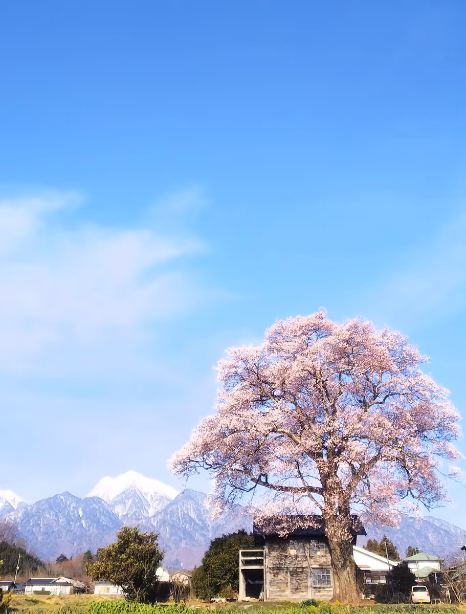 投稿写真：北杜の一本桜