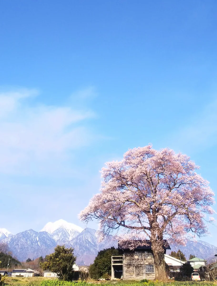 投稿写真：北杜の一本桜