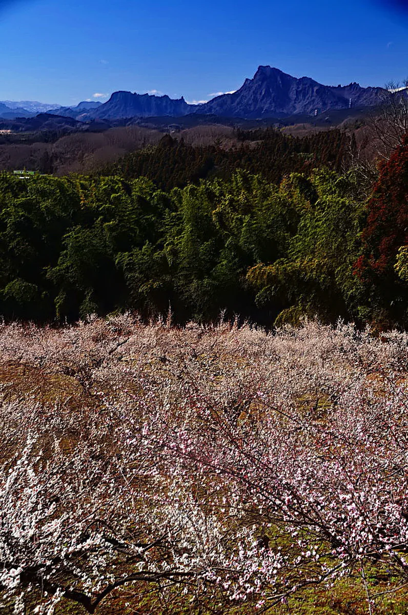 投稿写真：上州梅乱舞
