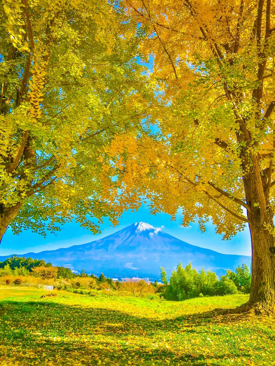 投稿写真：イチョウの黄葉と冠雪富士