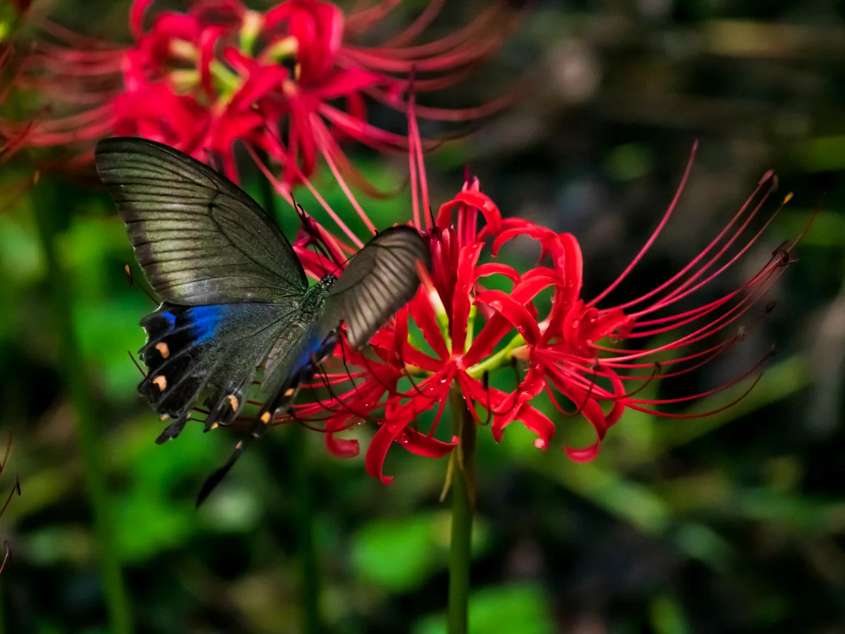 投稿写真：妖艶の赤
