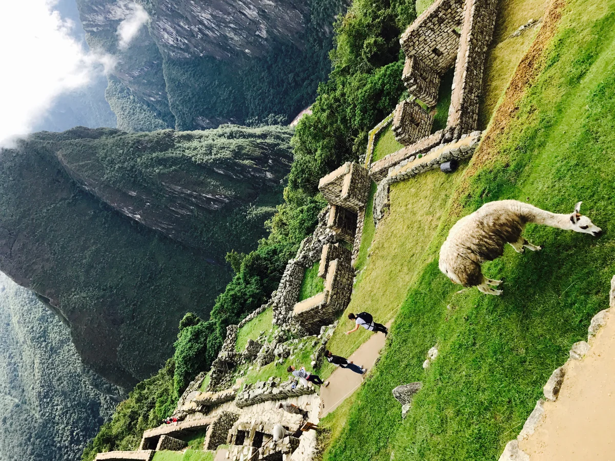 投稿写真：マチュピチュwithアルパカ