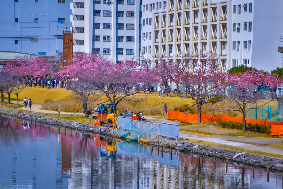 投稿写真：河津桜のリフレクション
