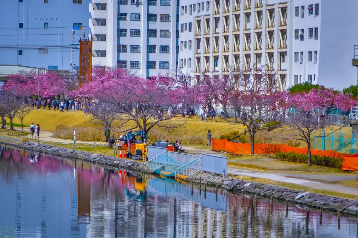 投稿写真：河津桜のリフレクション
