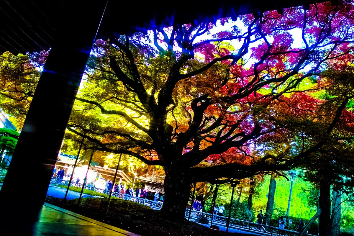 投稿写真：樹齢400年の迫力