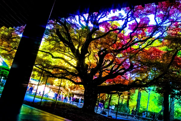 投稿：樹齢400年の迫力