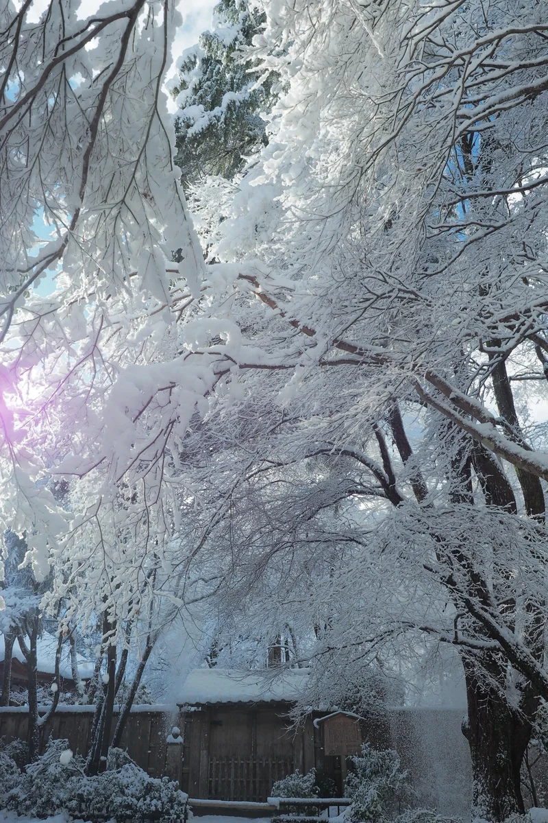 投稿写真：高山寺　落雪
