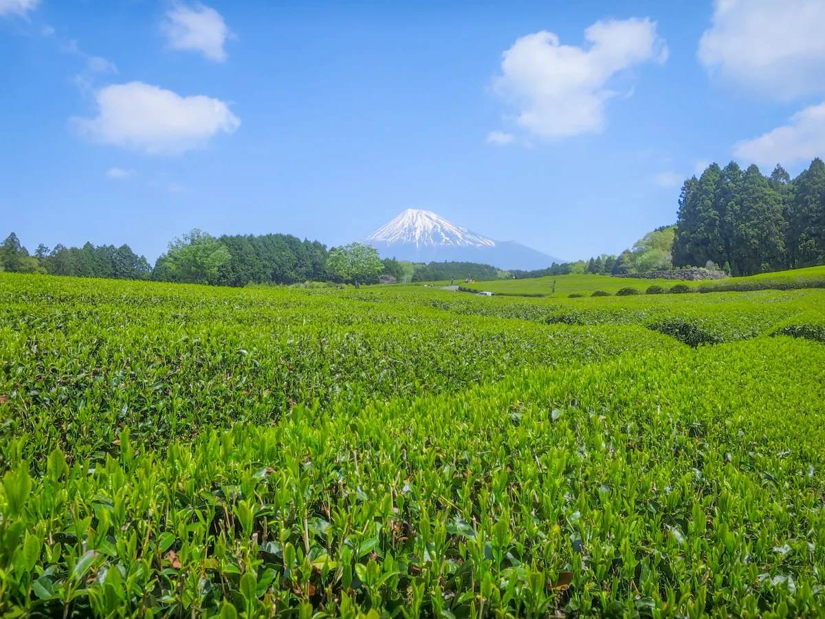 投稿写真：新緑の茶畑と富士山