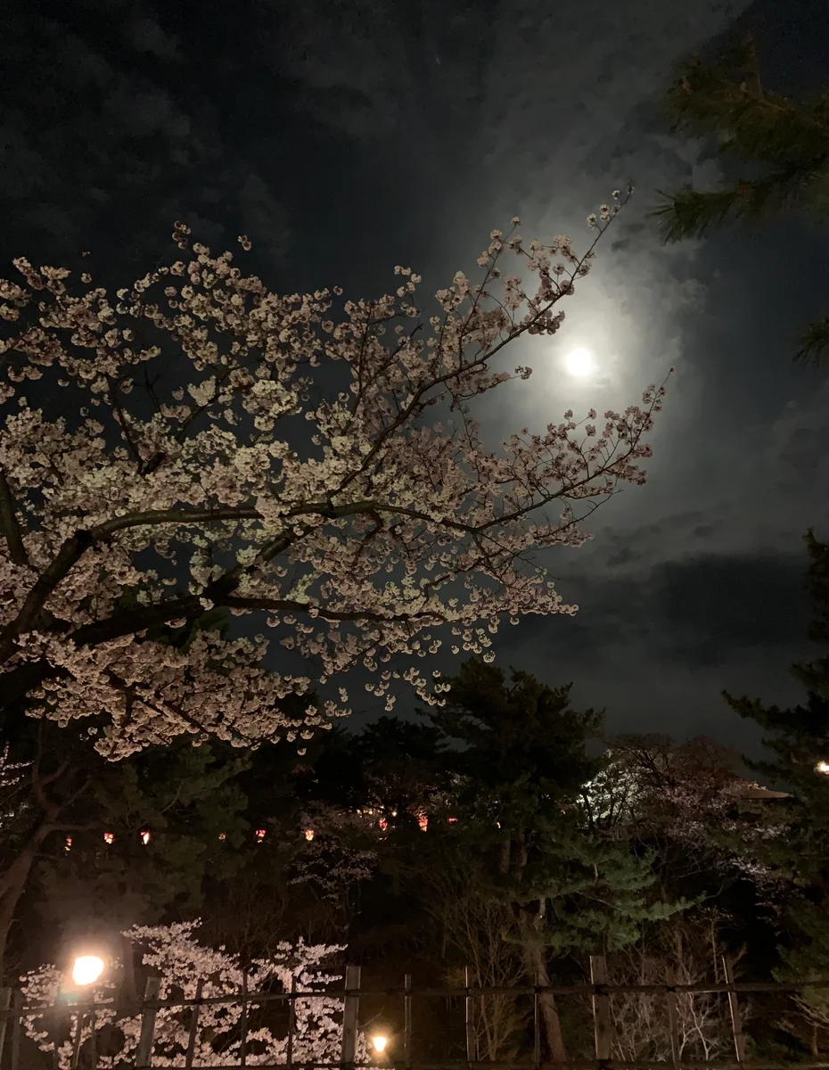投稿写真：月と夜桜