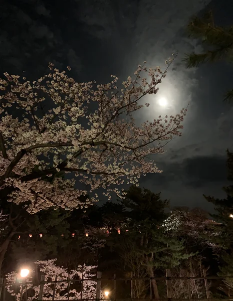 投稿：月と夜桜
