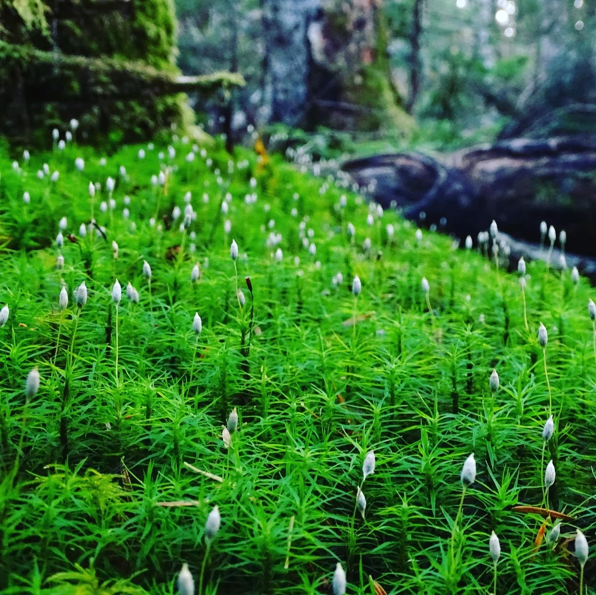 投稿写真：北八ヶ岳　白駒の森　原生林の苔