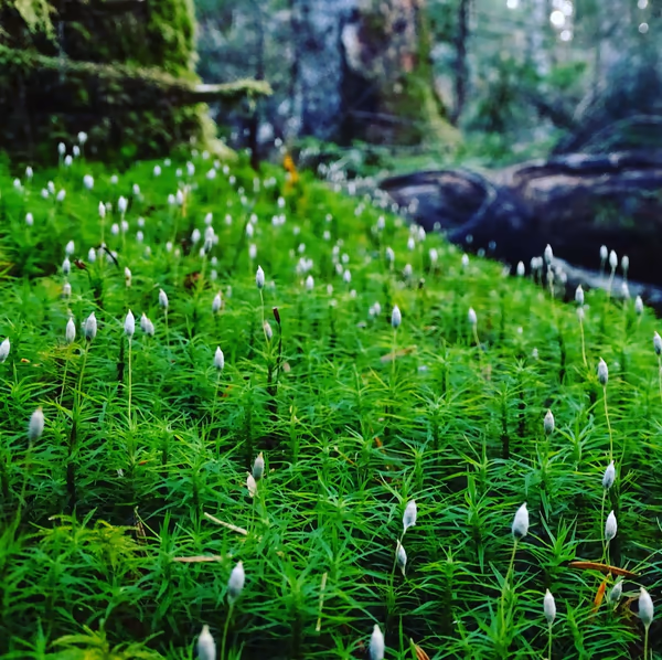 投稿：北八ヶ岳　白駒の森　原生林の苔