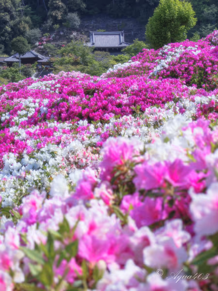 投稿：壮観な躑躅の園