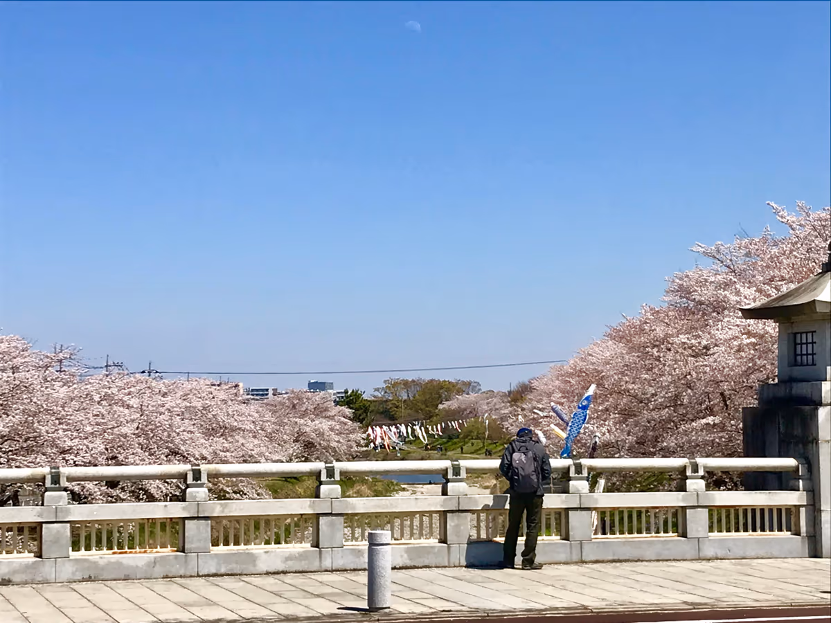 投稿写真：浅川の桜🌸と鯉のぼり🎏