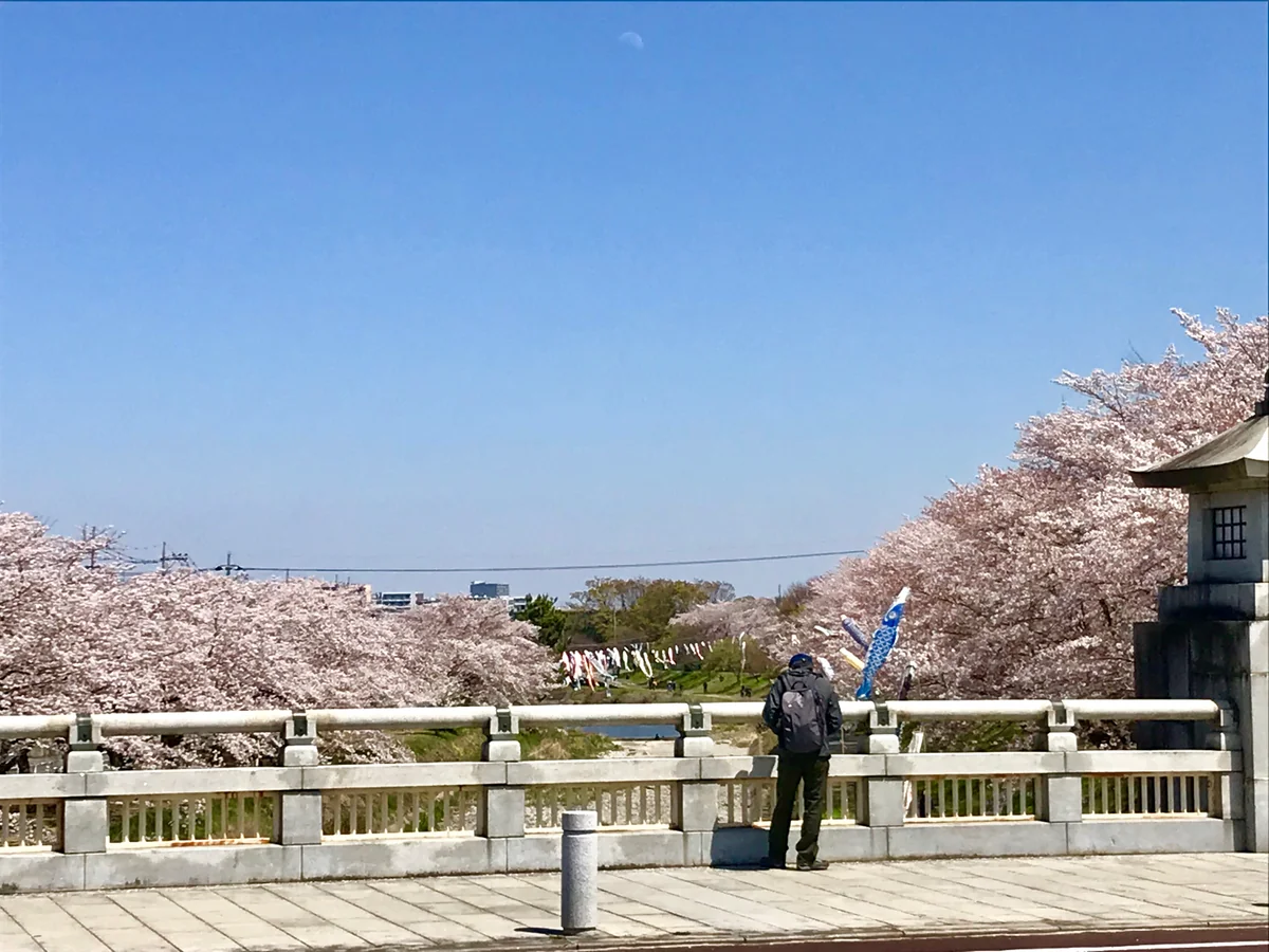 投稿写真：浅川の桜🌸と鯉のぼり🎏