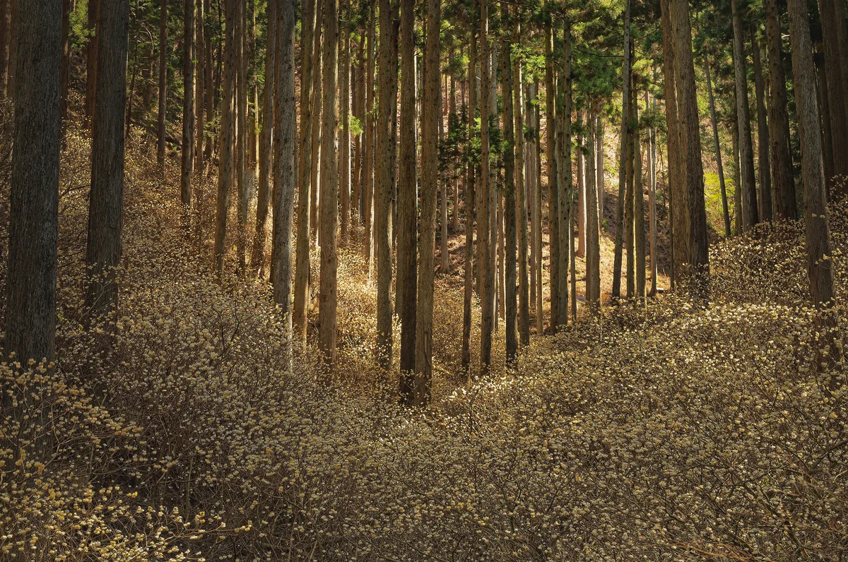 投稿写真：妖精の森