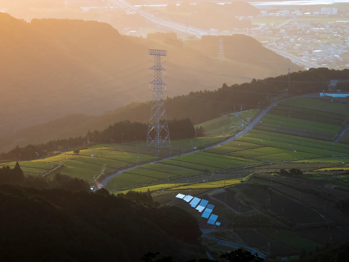 投稿写真：茶畑に射す光