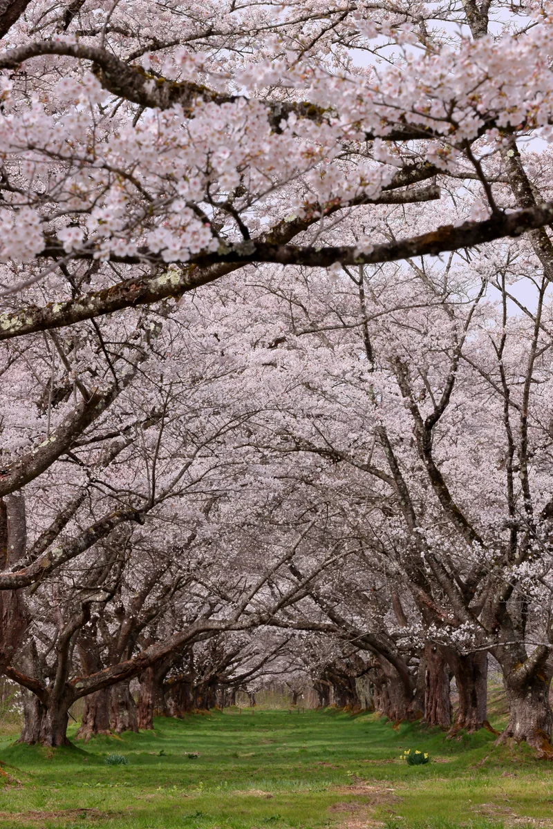 投稿写真：雫石川園地　桜のトンネル