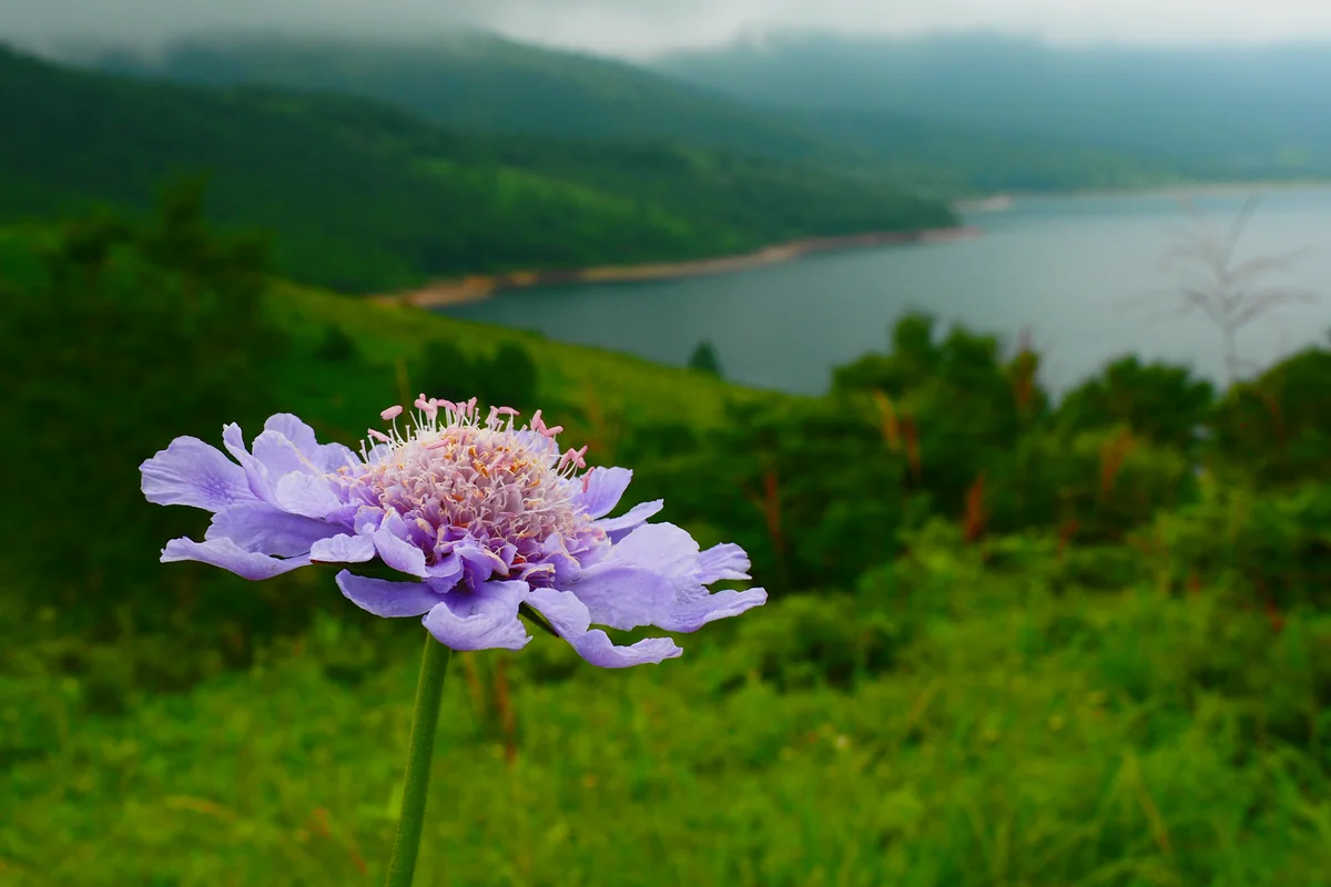 投稿写真：野反湖　マツムシソウ