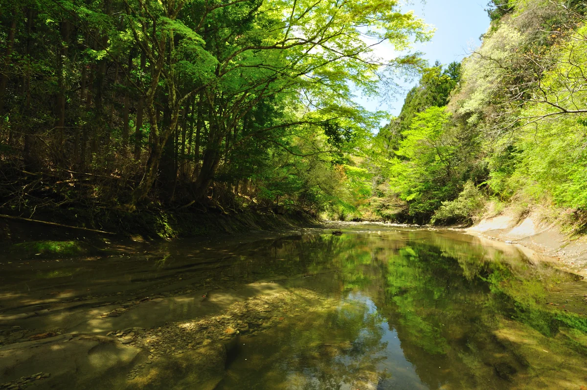 投稿写真：目には青葉 山郭公 初松魚